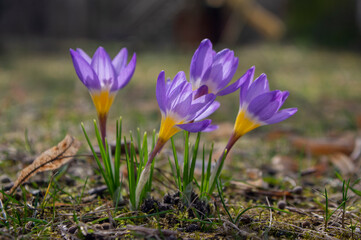 Obraz premium Field of flowering crocus vernus sieberi tricolor plants, group of bright colorful purple yellow early spring flowers in bloom