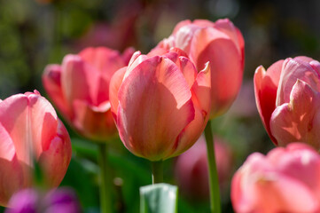 Bright light pink yellow color country Darwin tulips in bloom, bouquet of springtime flowering petal plants in the garden