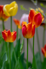 Obraz premium Bright red and yellow color country Darwin tulips in bloom, bouquet of springtime flowering plants in the ornamental garden