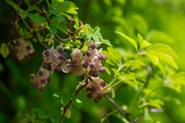 Akebia quinata beutiful creeping flowering plant, light pink purple five-leaf chocolate vine flowers in bloom