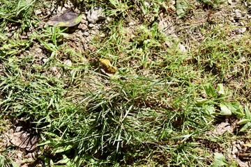 A close view of the green grass turf surface.