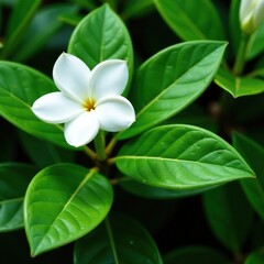 Fototapeta premium Green leaves and white blooms of the evergreen gardenia, plant, stem
