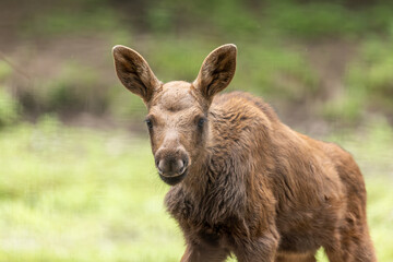 Fototapeta premium Junger Elch