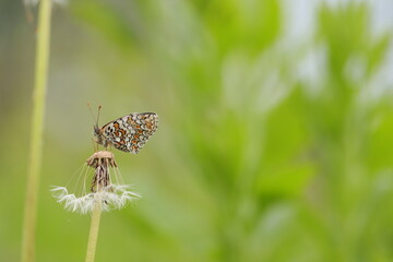 butterfly on a dandelion flower