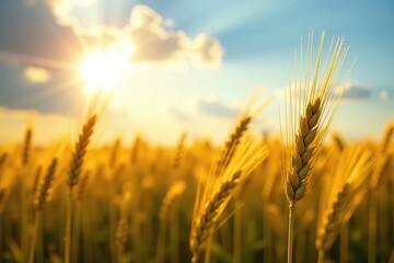 Wheat stalks stretching towards the sun's warm rays, summer, crops, agricultural