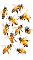 A swarm of bees flying in unison, captured in motion against a white background