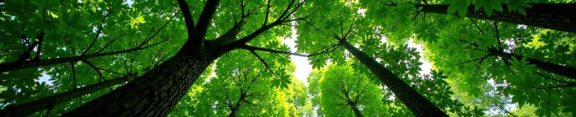 Fototapeta premium Ficus benjamina tree in the dense forest canopy, forest canopy, nature's wonders