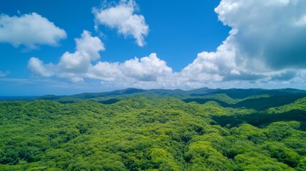 Obraz premium Lush green tropical forest under bright blue sky with fluffy clouds