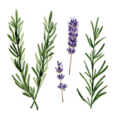 lavender on transparent or white background