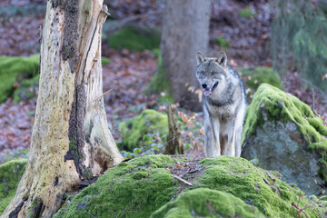 Wolf
