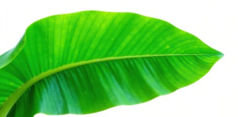 Fototapeta premium Detail of isolated green banana leaf on white background, leafy, plant, nature