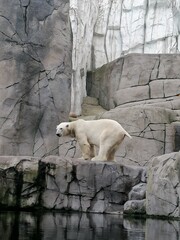White bear standing on a rock in a zoo, showcasing its majestic presence in a controlled environment. Perfect for illustrating wildlife conservation, zoos, and animal behavior.