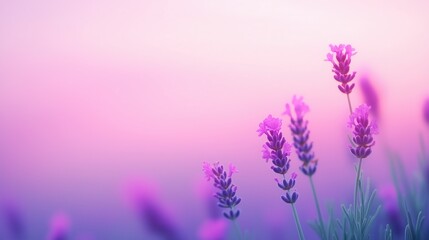 Obraz premium Serene Lavender Field with Vibrant Blooms Under Soft Sunset Sky Capturing Tranquil Beauty and Calm Atmosphere for Nature Photography Inspiration in Pastel Colored Landscape Scenery