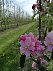 Spring apple trees in bloom on a sunny warm day