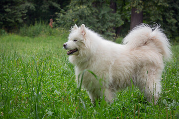 happy fluffy samoyed dog walking outdoors in summer.