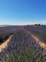 The lavender field and the blue sky