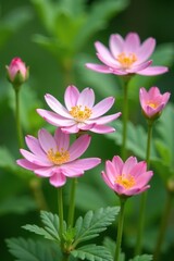 Obraz premium Soft pink Pulsatilla blooms against a backdrop of greenery, pastel colors, floral arrangement