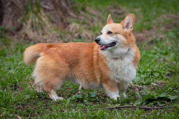 Beautiful cute Welsh Corgi dog posing for the camera during a summer walk.