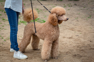Brown poodle at a dog show