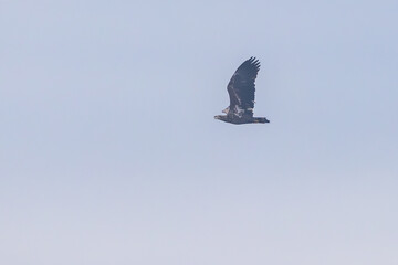 Seeadler in Bayern