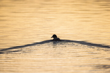 Blässhuhn im Wasser