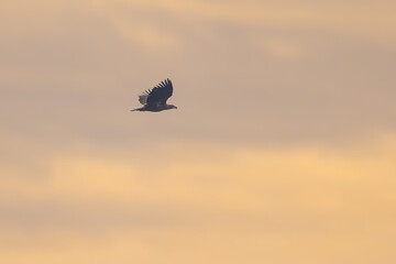 Seeadler in Bayern