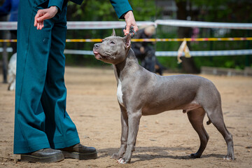 A  dog of the American Staffordshire Terrier breed at a dog show.