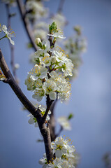 Blooming plum tree against blue sky.
