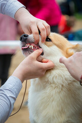 Welsh Corgi Pembroke dog during the show in the ring