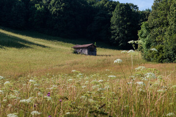 A charming wooden house stands in a meadow full of wildflowers, Meadows of Tribil