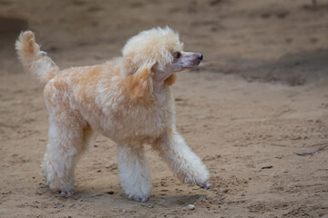 A beautiful poodle is out for a walk in the summer