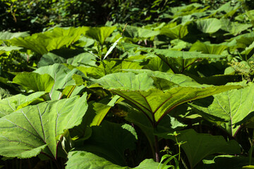 Close up of the Petasites plants