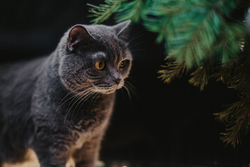 portrait of a cat with christmas tree