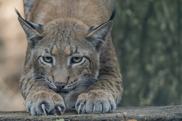 Luchs