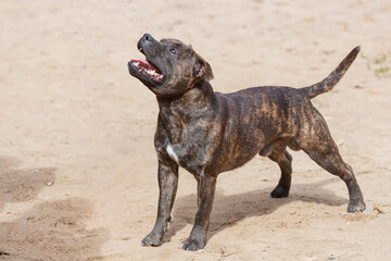 Staffordshire bull terrier runs across a sandy field.