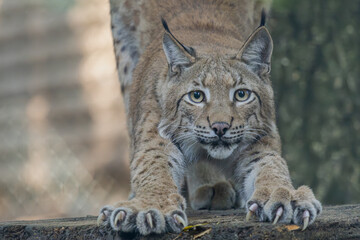 Fototapeta premium Luchs