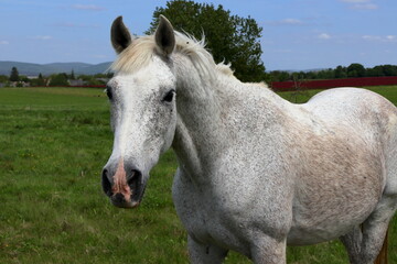 Fototapeta premium Majestic white horse.
