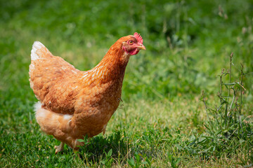 Chicken or hen on a green meadow with . Chickens on a traditional organic free-range farm grazing on the grass