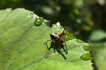 A cricket perched on a Petasites plant