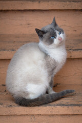 Fototapete bei efototapeten.de bestellen   