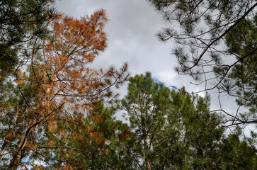 Landscape in a coniferous forest, nature of the south of France, travel