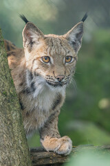 Luchs