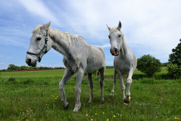 Obraz premium Majestic white horse.