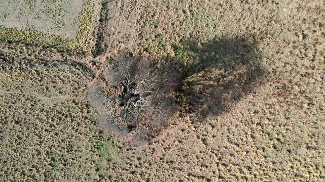 drone spinning cenital over calden tree 
