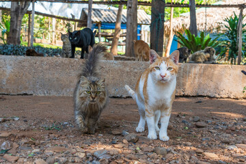 Cat rescue at Elephant Nature Park Chiang Mai and Sanctuary