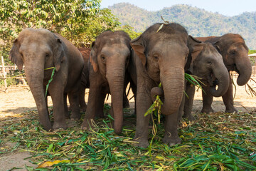 Five elephants at Elephant Nature Park Chiang Mai and Sanctuary