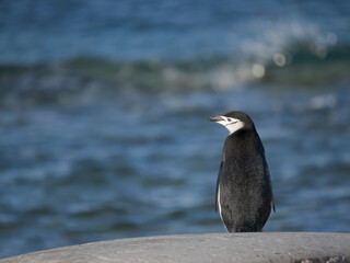 Chinstrap penguin. Antarctica, Palmer Archipelago, Portal Point
