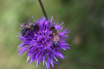 European Honey Bee on Greater Knapweed Centaurea, Meadow of Tribil, Italy