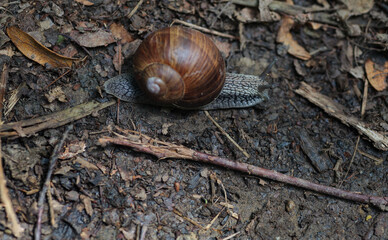 A Roman Snail on a dirt track in a wooded area.