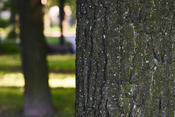 Fototapeta premium Closeup of tree bark shows intricate textures with a blurred serene park background